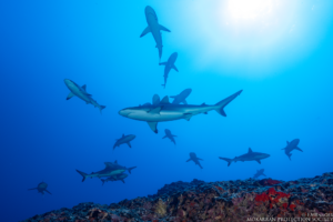requins marteau - Association Mokarran