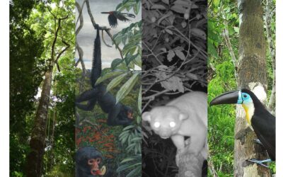 Exposition « Harmonie en Amazonie » – A la rencontre de la forêt guyanaise